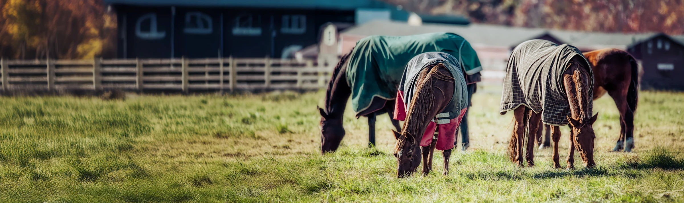 Shop Horse Blankets